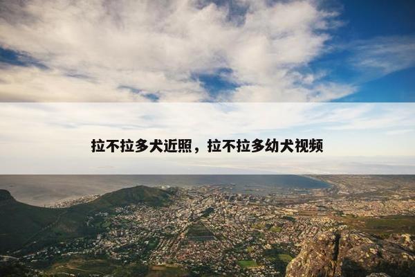 拉不拉多犬近照，拉不拉多幼犬视频