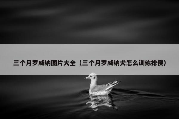 三个月罗威纳图片大全（三个月罗威纳犬怎么训练排便）