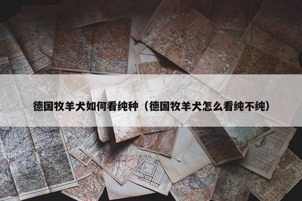 德国牧羊犬如何看纯种（德国牧羊犬怎么看纯不纯）