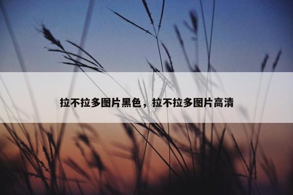 拉不拉多图片黑色，拉不拉多图片高清
