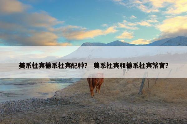美系杜宾德系杜宾配种？ 美系杜宾和德系杜宾繁育？