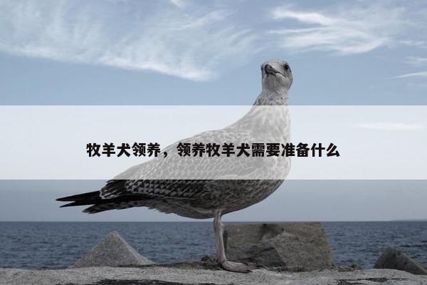 牧羊犬领养，领养牧羊犬需要准备什么