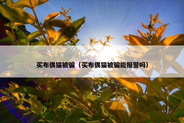 买布偶猫被骗（买布偶猫被骗能报警吗）