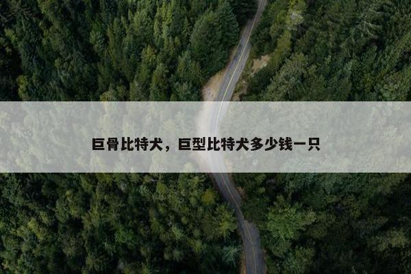 巨骨比特犬，巨型比特犬多少钱一只
