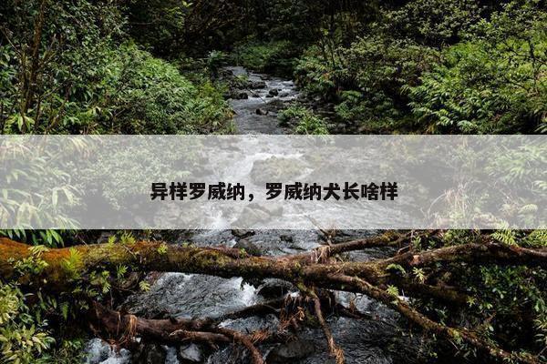 异样罗威纳，罗威纳犬长啥样