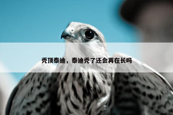 秃顶泰迪，泰迪秃了还会再在长吗