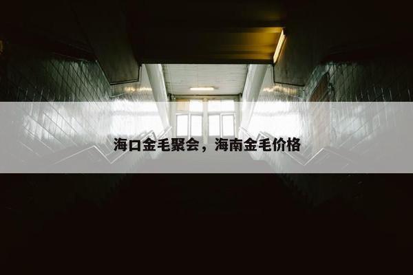 海口金毛聚会，海南金毛价格