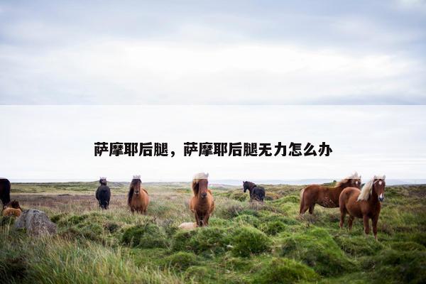 萨摩耶后腿，萨摩耶后腿无力怎么办