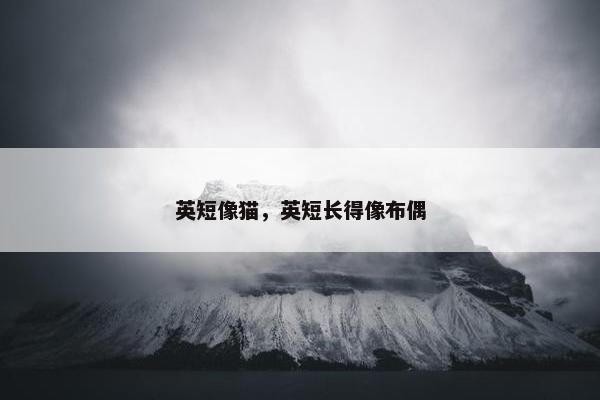 英短像猫，英短长得像布偶