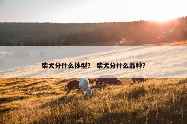 柴犬分什么体型？ 柴犬分什么品种？