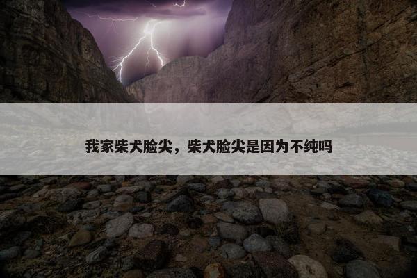 我家柴犬脸尖，柴犬脸尖是因为不纯吗