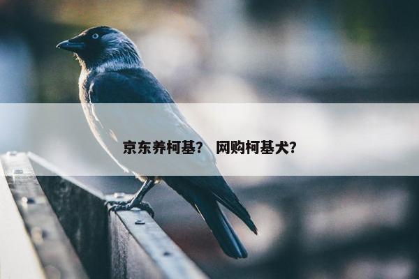 京东养柯基？ 网购柯基犬？