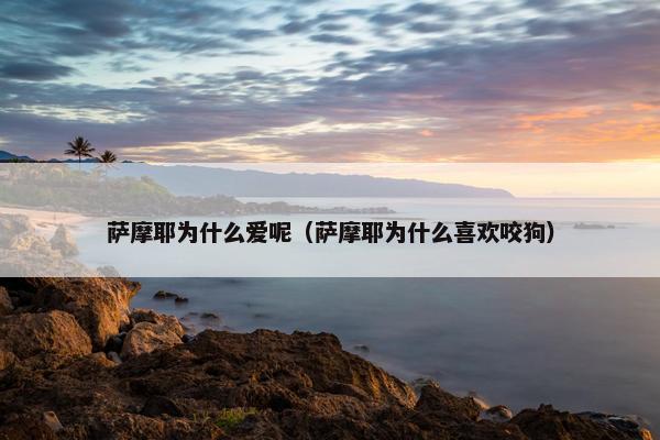萨摩耶为什么爱呢（萨摩耶为什么喜欢咬狗）