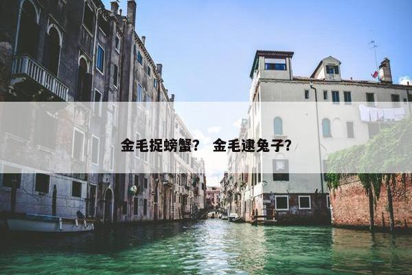 金毛捉螃蟹？ 金毛逮兔子？