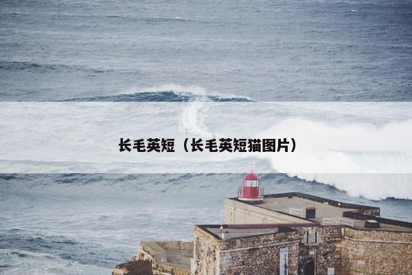 长毛英短（长毛英短猫图片）