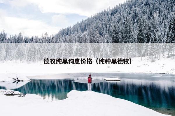 德牧纯黑狗崽价格（纯种黑德牧）