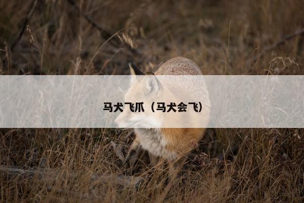 马犬飞爪（马犬会飞）