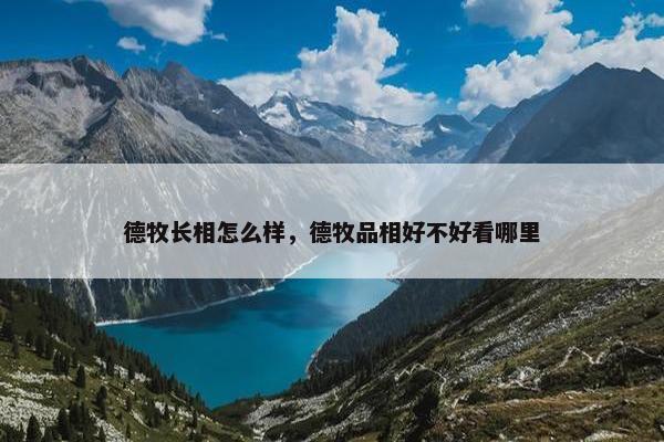 德牧长相怎么样，德牧品相好不好看哪里