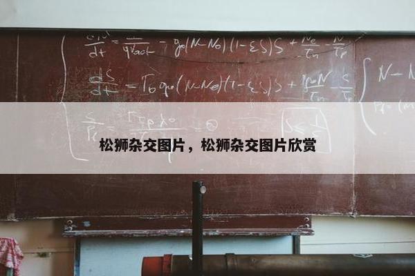 松狮杂交图片，松狮杂交图片欣赏