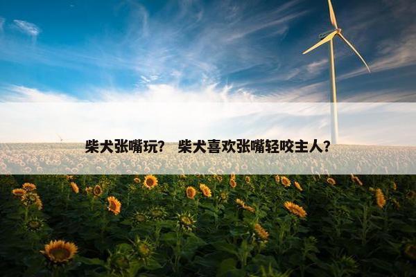 柴犬张嘴玩？ 柴犬喜欢张嘴轻咬主人？