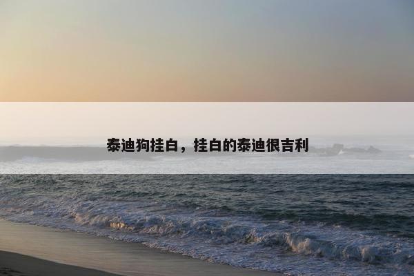 泰迪狗挂白，挂白的泰迪很吉利