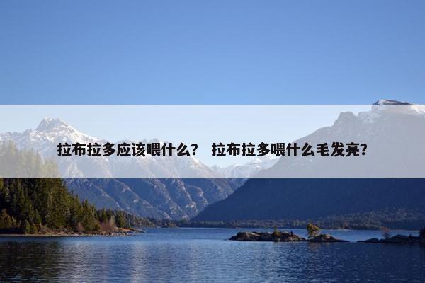 拉布拉多应该喂什么？ 拉布拉多喂什么毛发亮？