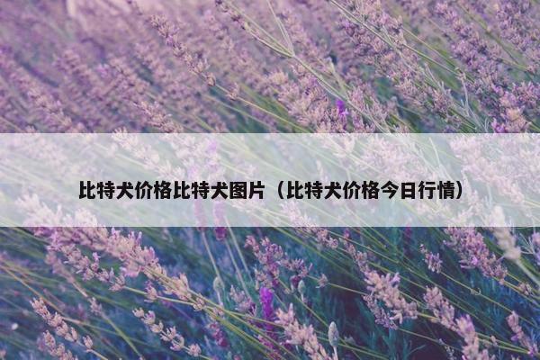 比特犬价格比特犬图片（比特犬价格今日行情）
