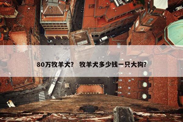 80万牧羊犬？ 牧羊犬多少钱一只大狗？