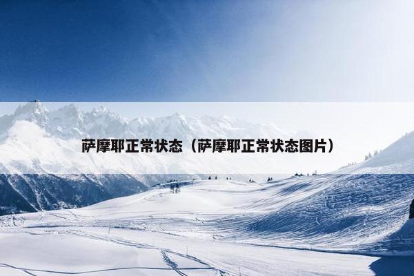 萨摩耶正常状态（萨摩耶正常状态图片）