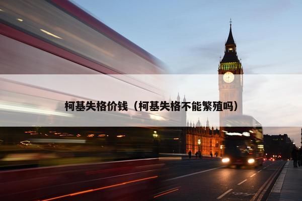 柯基失格价钱（柯基失格不能繁殖吗）