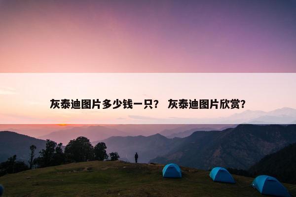 灰泰迪图片多少钱一只？ 灰泰迪图片欣赏？
