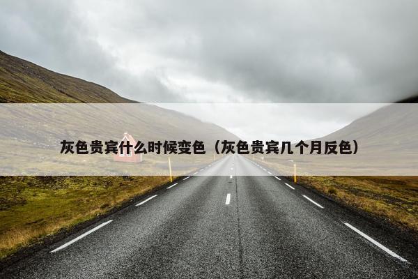 灰色贵宾什么时候变色（灰色贵宾几个月反色）