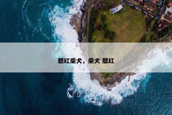 腮红柴犬，柴犬 腮红