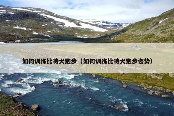 如何训练比特犬跑步（如何训练比特犬跑步姿势）