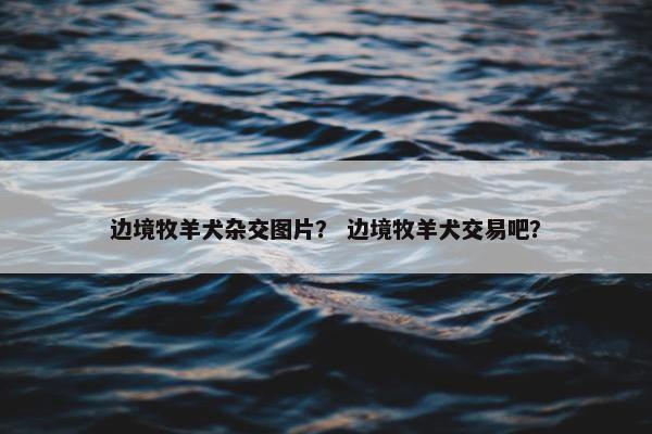 边境牧羊犬杂交图片？ 边境牧羊犬交易吧？