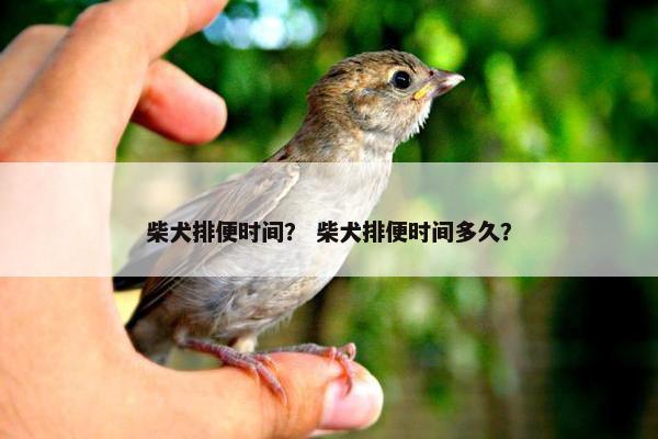 柴犬排便时间？ 柴犬排便时间多久？