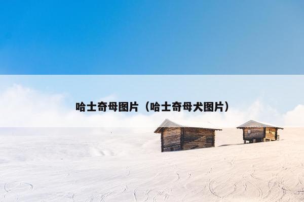 哈士奇母图片（哈士奇母犬图片）