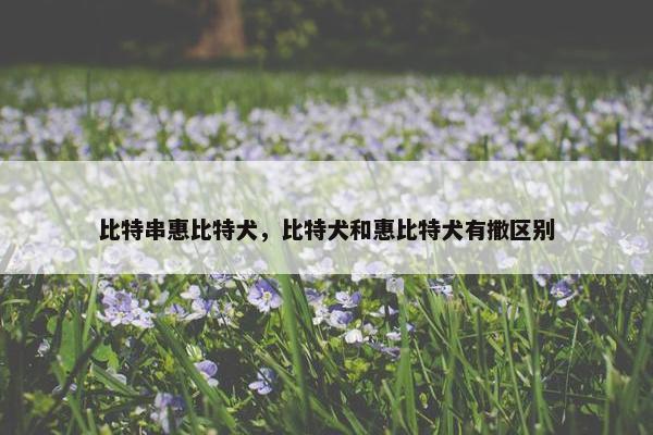 比特串惠比特犬，比特犬和惠比特犬有撒区别