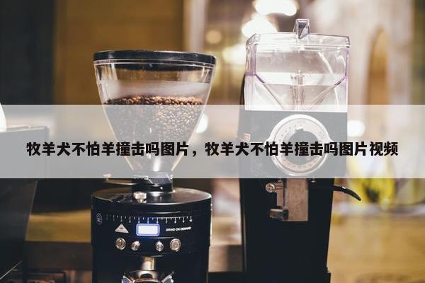 牧羊犬不怕羊撞击吗图片，牧羊犬不怕羊撞击吗图片视频