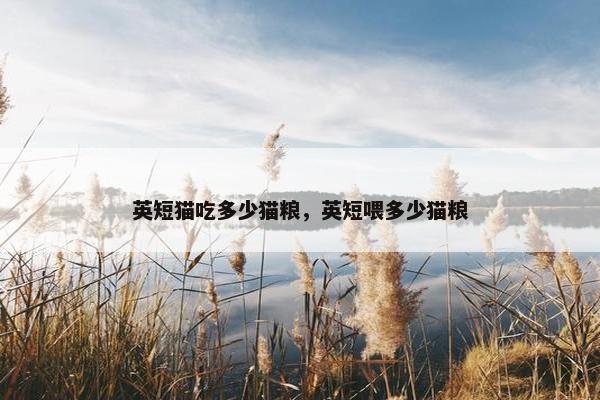 英短猫吃多少猫粮，英短喂多少猫粮