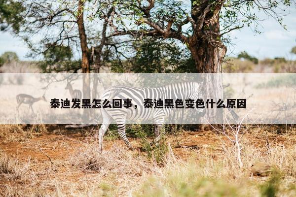 泰迪发黑怎么回事，泰迪黑色变色什么原因
