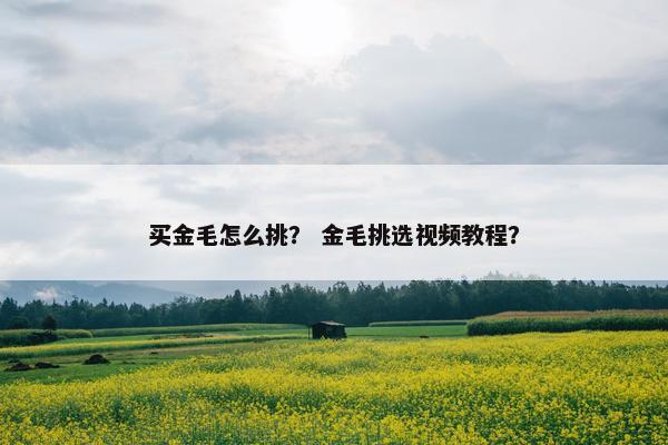 买金毛怎么挑？ 金毛挑选视频教程？