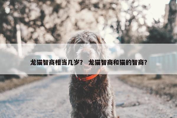 龙猫智商相当几岁？ 龙猫智商和猫的智商？