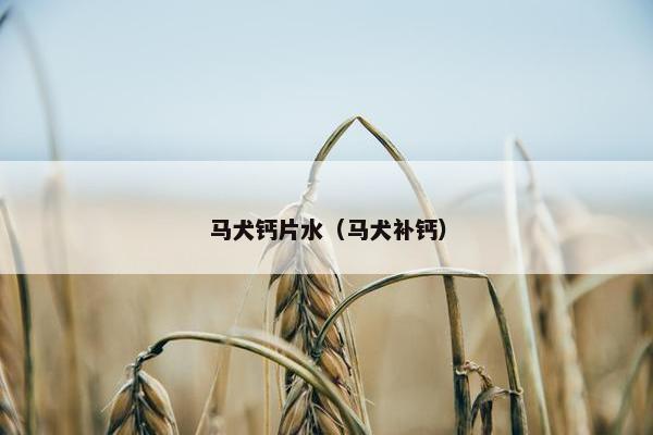 马犬钙片水（马犬补钙）