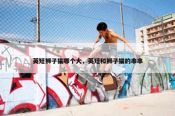 英短狮子猫哪个大，英短和狮子猫的串串