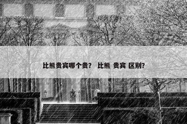 比熊贵宾哪个贵？ 比熊 贵宾 区别？