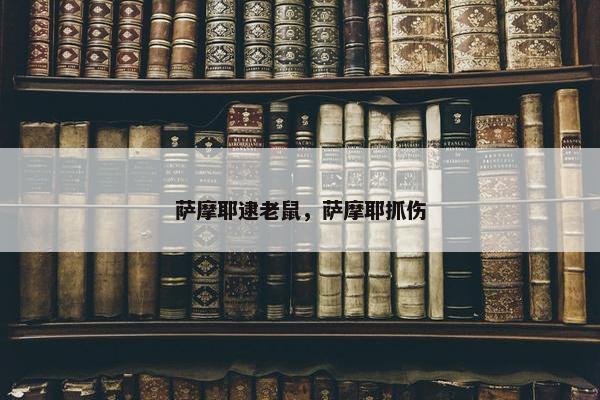 萨摩耶逮老鼠，萨摩耶抓伤