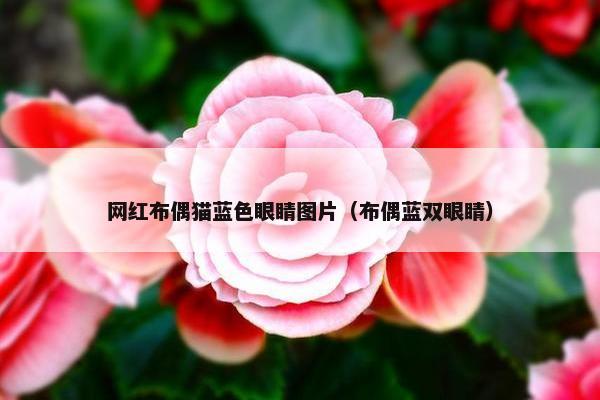 网红布偶猫蓝色眼睛图片（布偶蓝双眼睛）