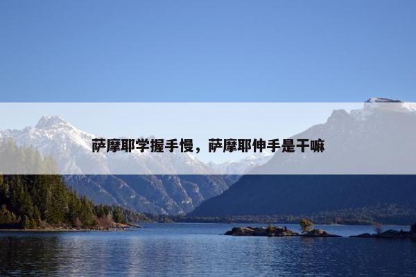 萨摩耶学握手慢，萨摩耶伸手是干嘛