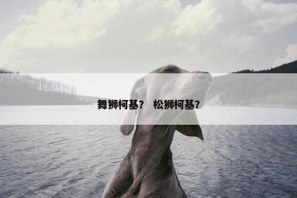 舞狮柯基？ 松狮柯基？